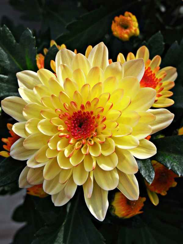 Neulich, im Blumenkasten