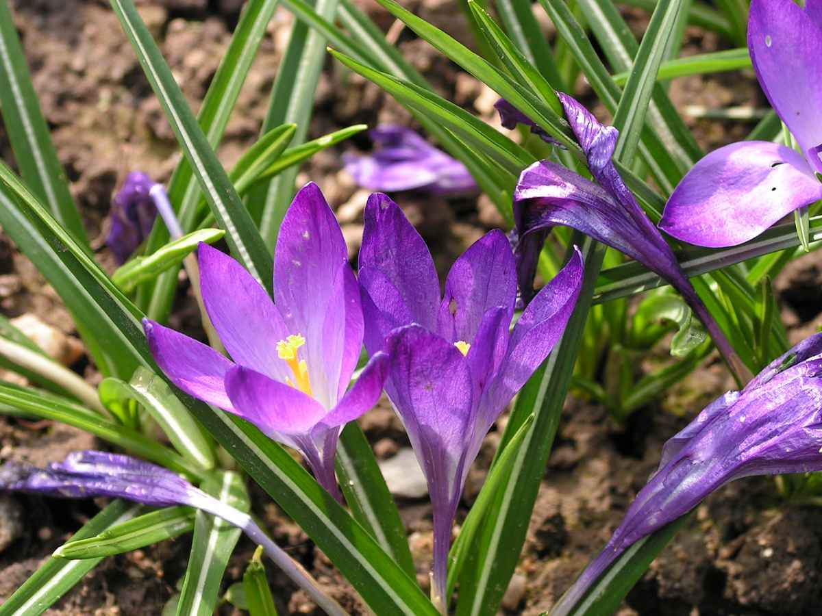 Krokus