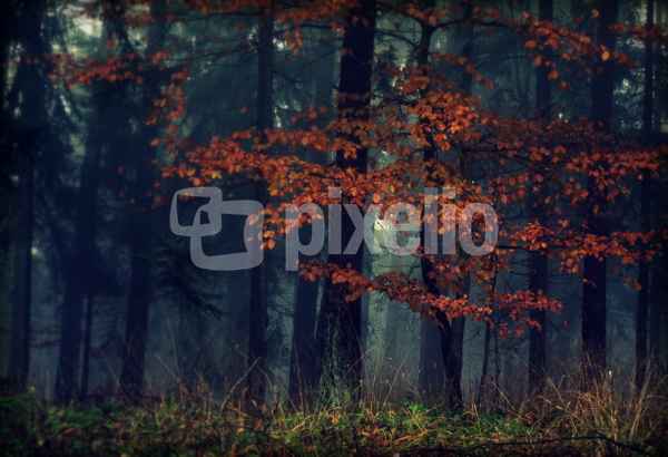 Nebelwald