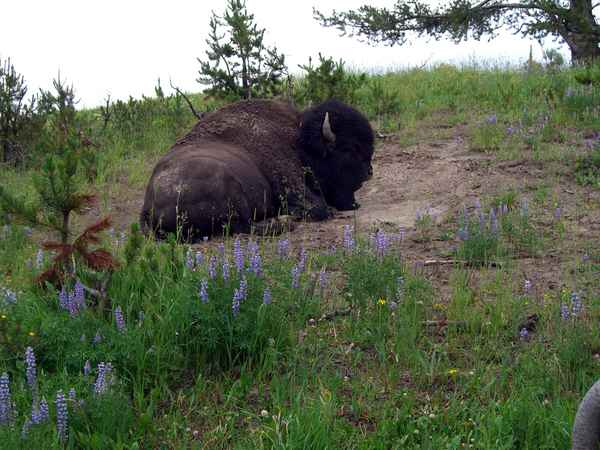 Bison 18