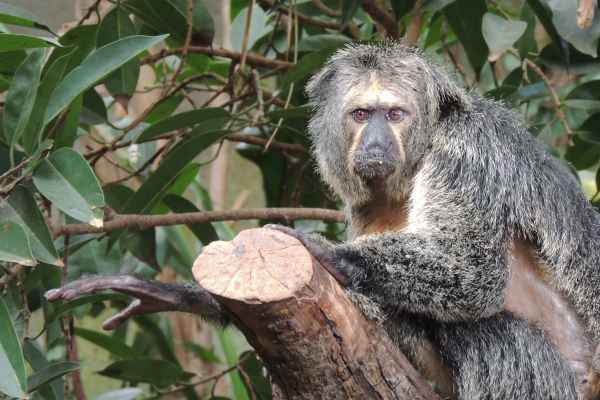 Affe