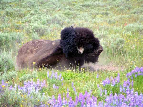 Bison 4