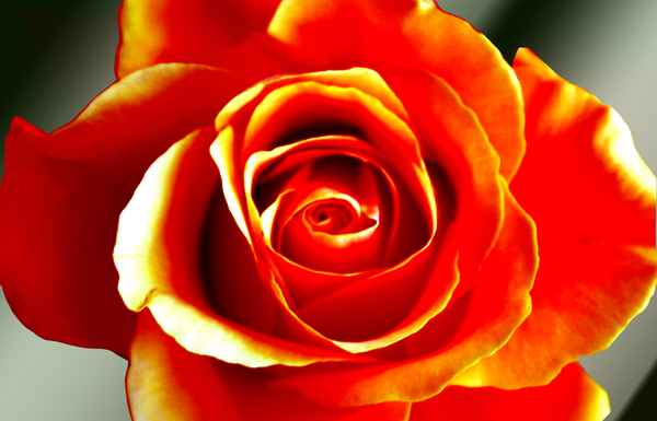 Rosenblüte
