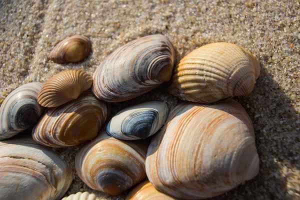 Muscheln 3