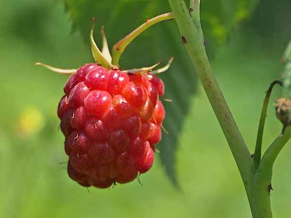 Eine Himbeere