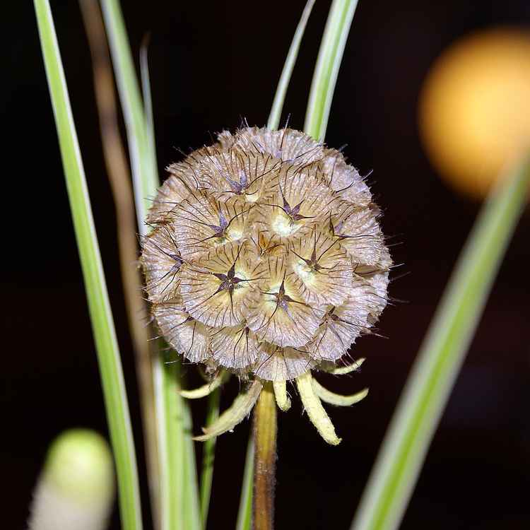 Strohblume