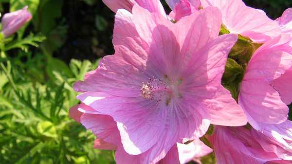 Ein letzter Sommergruß