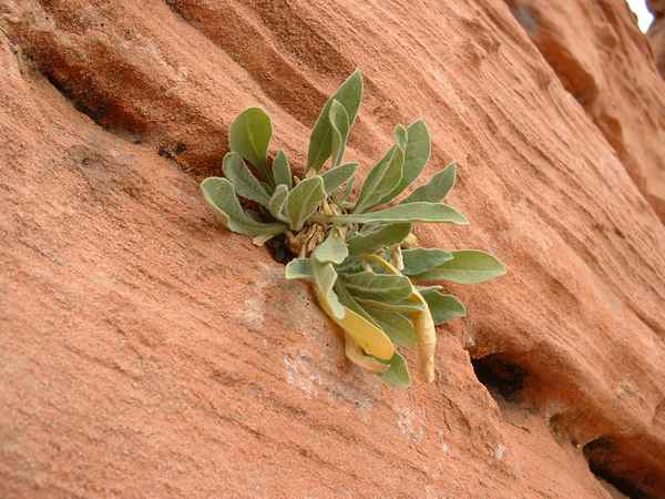 Überlebenskünstler