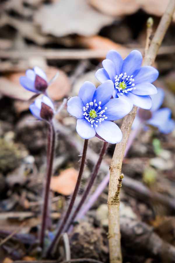 Frühling IV