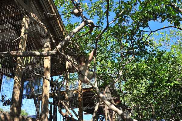 Faultier Daniel Johnson's Monkey and Sloth Hang Out