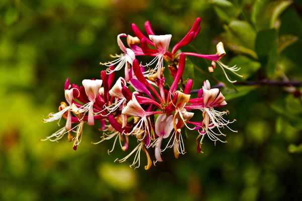 Herrliche Blüte