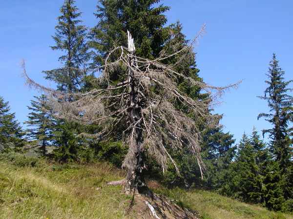 verbrannter Baum