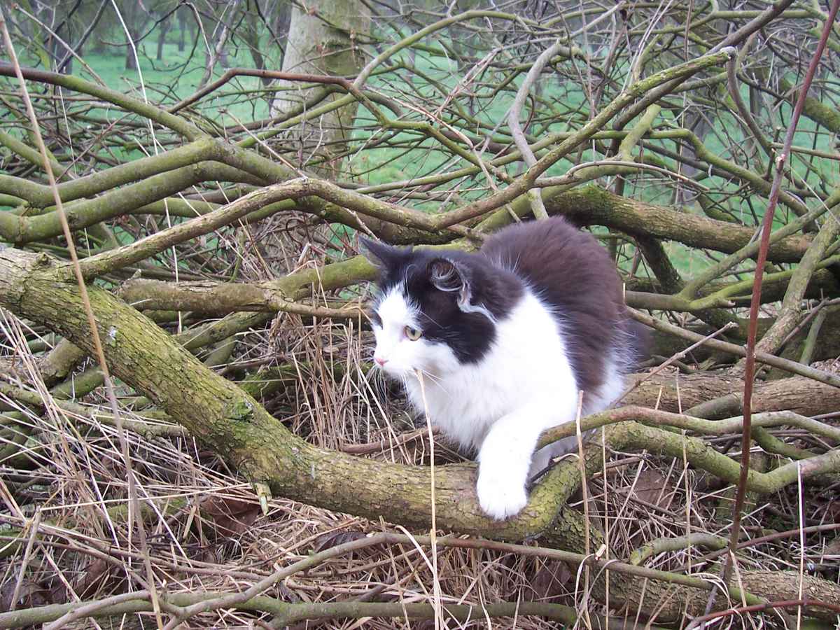 Katzennest