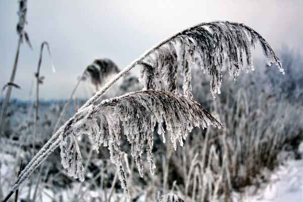 Winterschilf