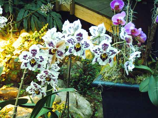 ORCHIDEE/DAHLENBURG