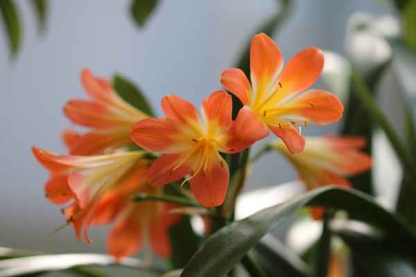 Klivienblüte