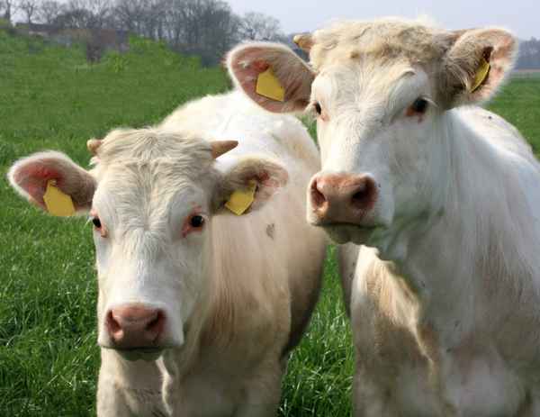 Zwei hübsche Jungs