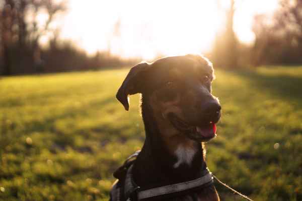 Hund im Park