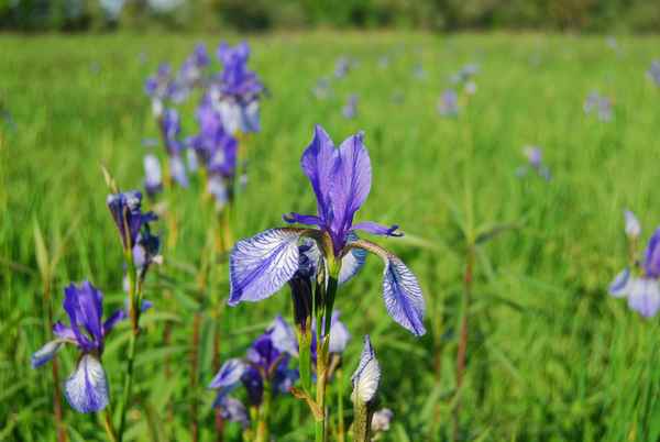 Sibirische Schwertlilie  (Iris sibirica)