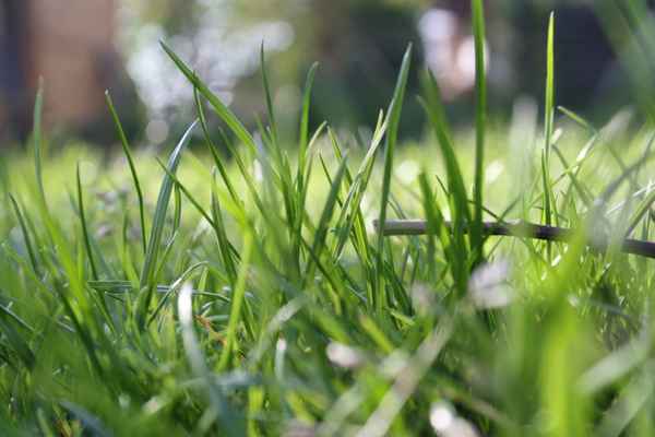 gras