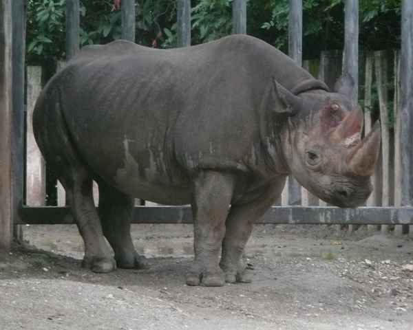 Nashorn - Spitzmaulnashorn
