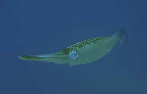 Kalamar beim Nachttauchen 1