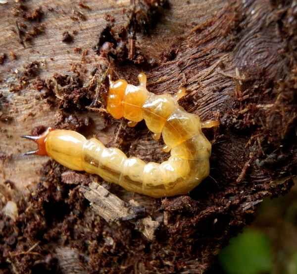 Unbekannter Gliederfüßler