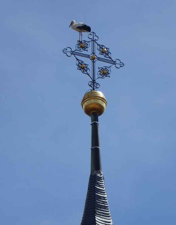Jungstorch auf der Kirchturmspitze