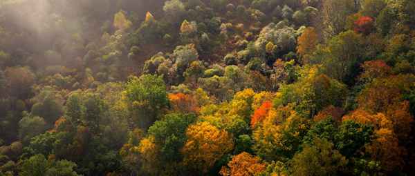 im tiefen Wald - Luftaufnahme