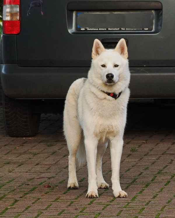 stolzer akita