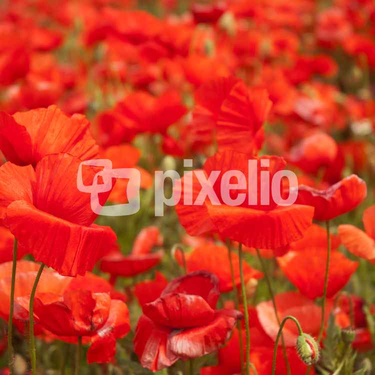 mehr Mohn geht nicht
