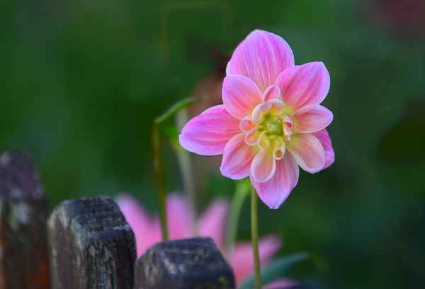 Hinterm Gartenzaun...