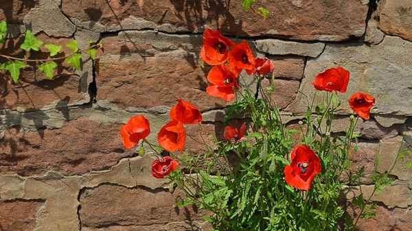 Mauerblümchen