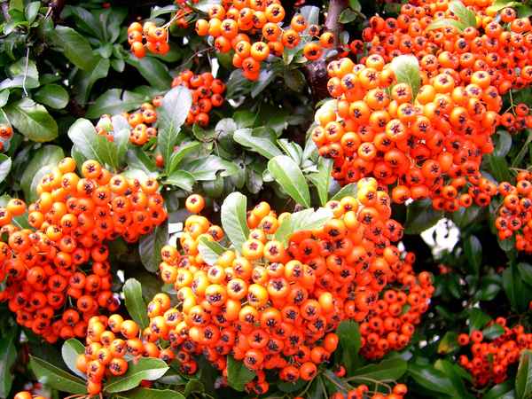 Feuerdorn (Vogelbeeren)