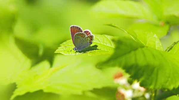Plebejus argus - Silberfleckbl&auml;uling, Weibchen