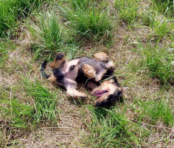 Aaach, ist das Leben schön