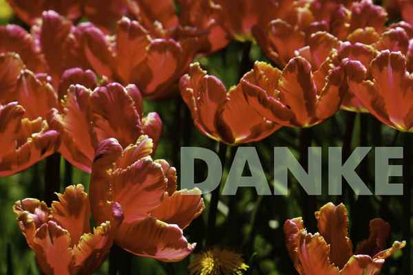 Tulpen-Danke