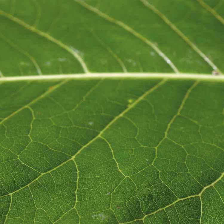 Grüner Blatt-Hintergrund Nahaufnahme 02