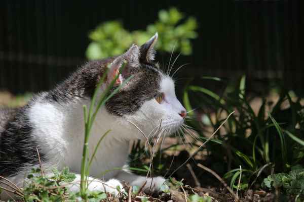 Hauskater auf der Lauer