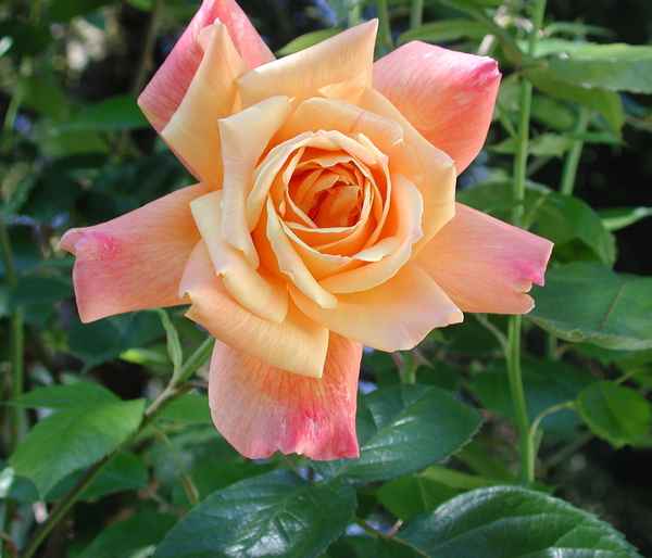 Traumrose