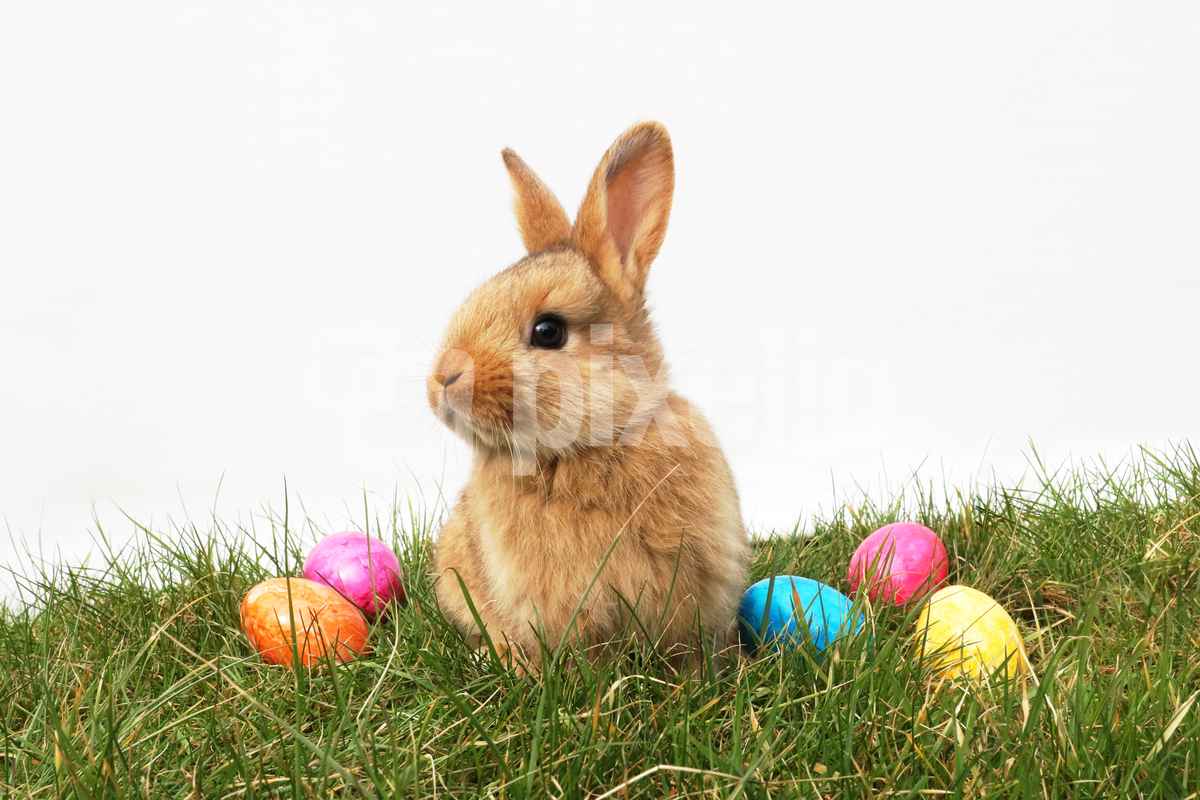 Kleiner Osterhase auf Wiese