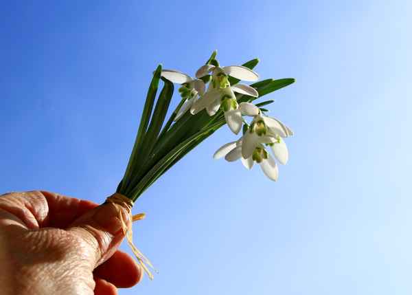 ich bring dir den frühling
