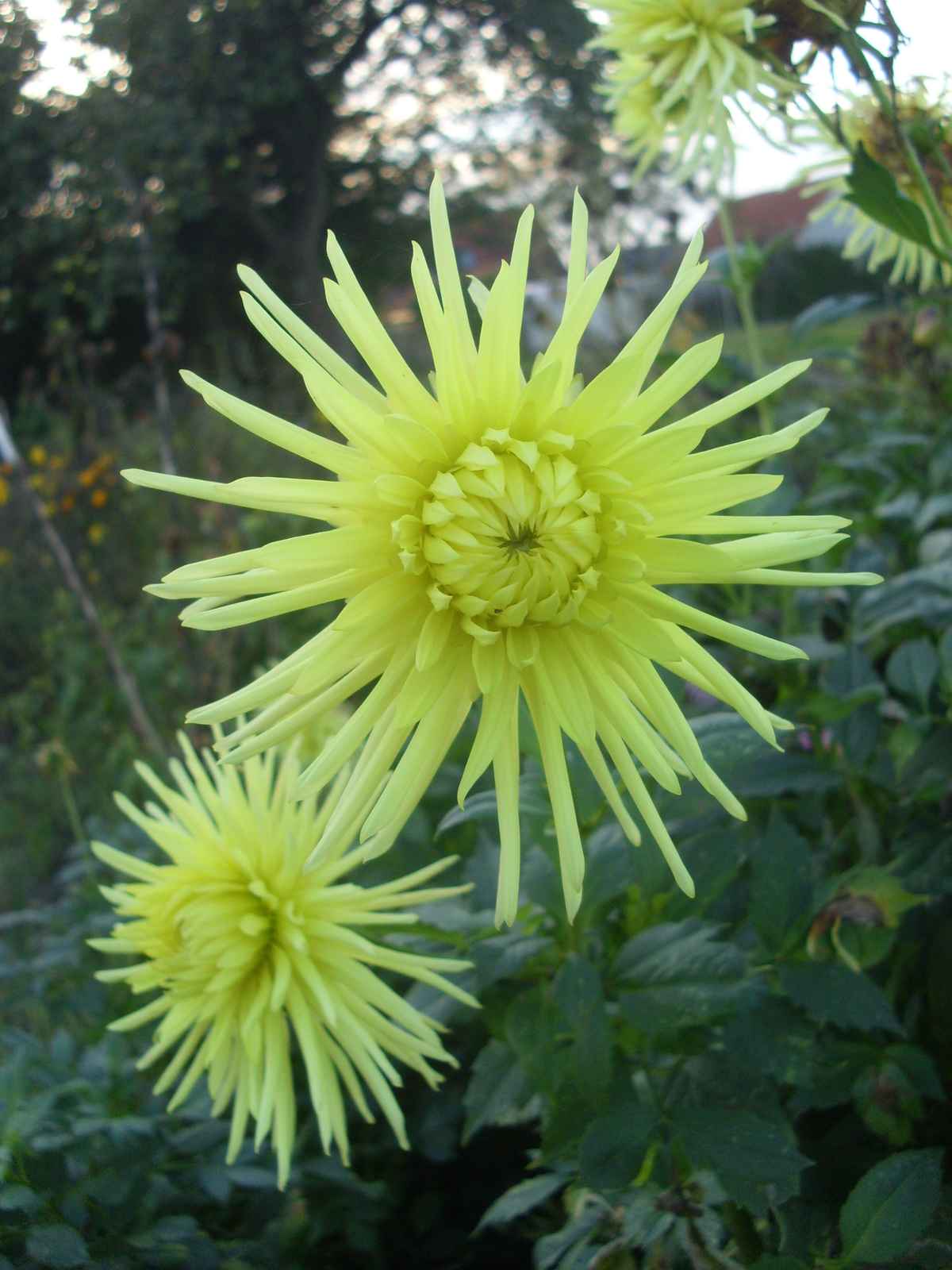 Farbtupfer im Herbst