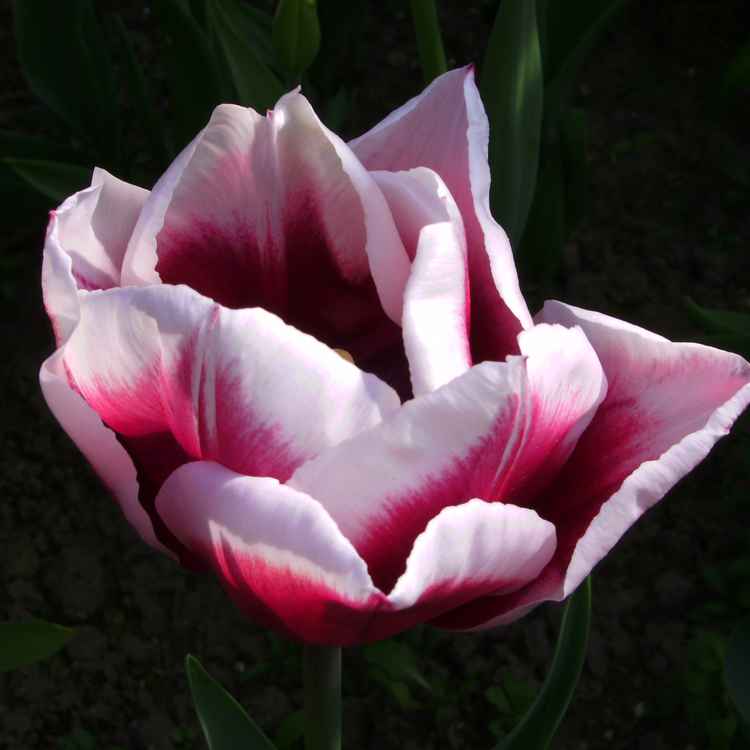 Tulpen aus Amsterdam