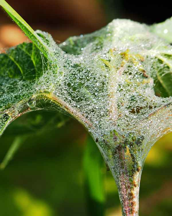 tautropfen gefangen im netz