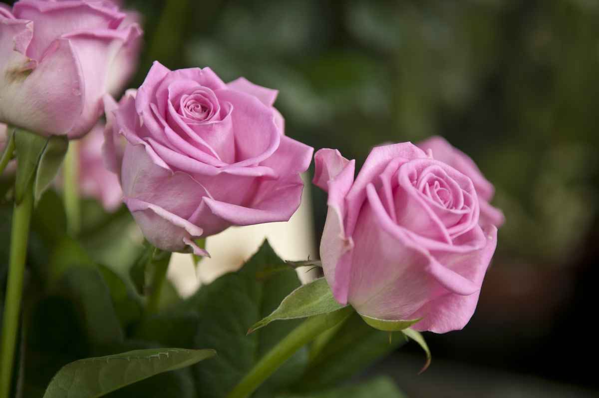 Rosa Rosen