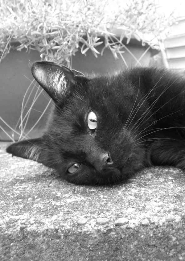 Kater Velvet