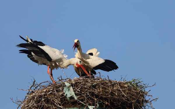 begrüßungsgeklapper
