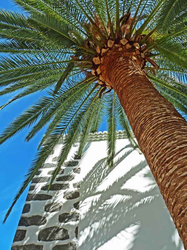 Palmenstamm