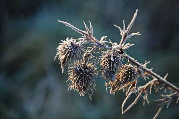 ein bischen frost
